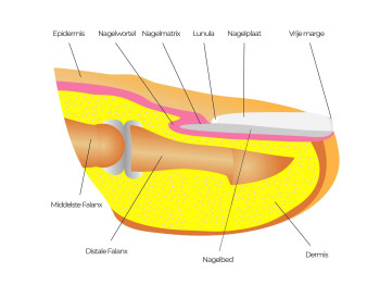 Anatomie van de teennagel